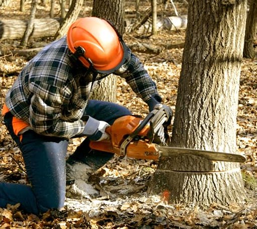 Tree Removal in Winfield, IL